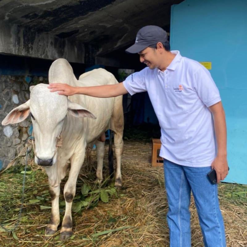 LAZISMU Wonosobo Sukses Gelar Qurban Pak Kumis di Desa Mungkung, Salurkan Sapi dan Belasan Domba