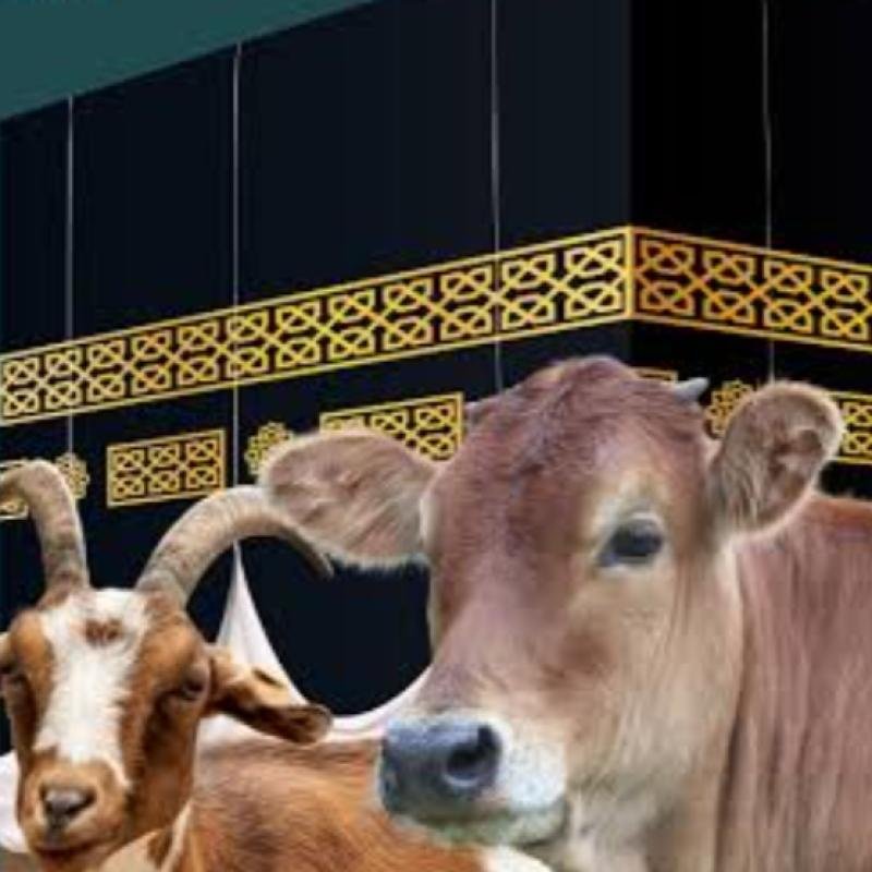 Ijtihad Progresif Muhammadiyah : Mengalihkan 'Dam ke Tanah Air demi Maqashid Syariah