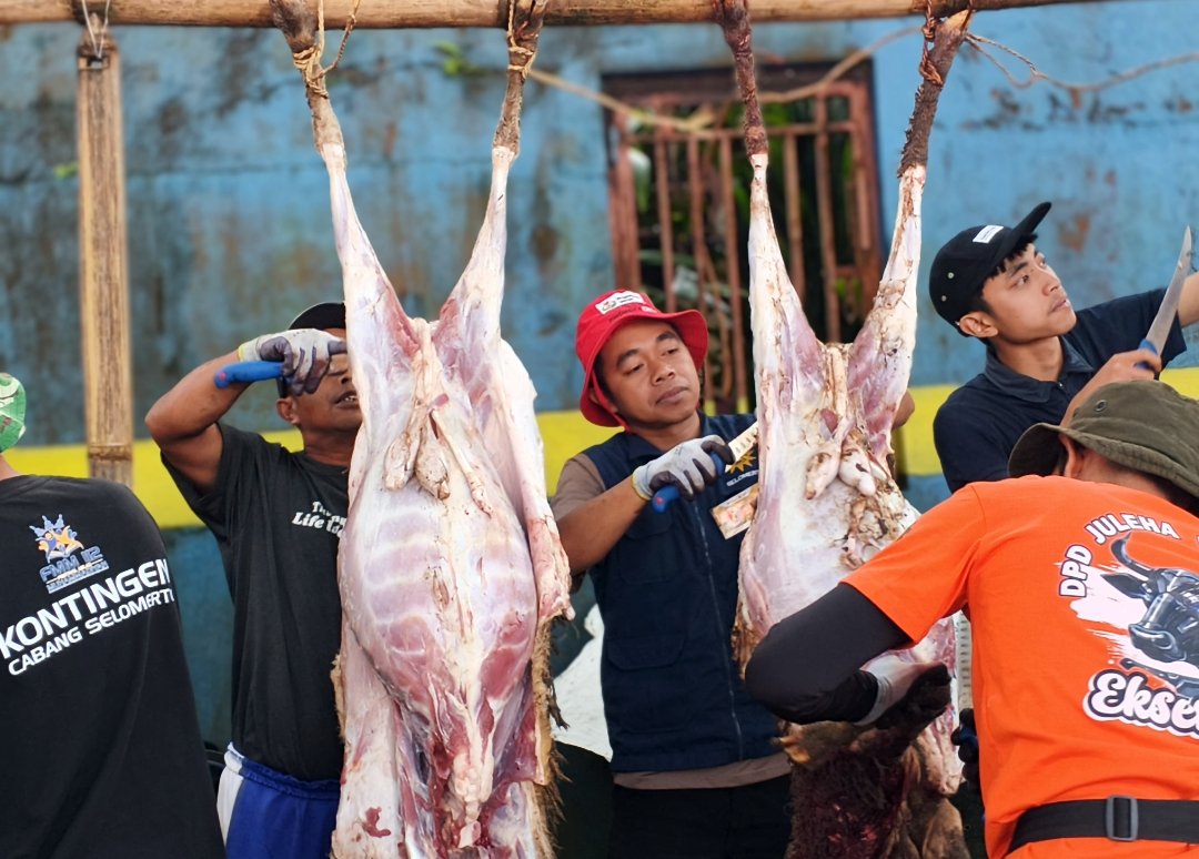 Pertama di Wonosobo, KBIHU Gema Arofah dan Lazismu Sembelih 171 Kambing Dam Haji di Tanah Air - Gambar 17