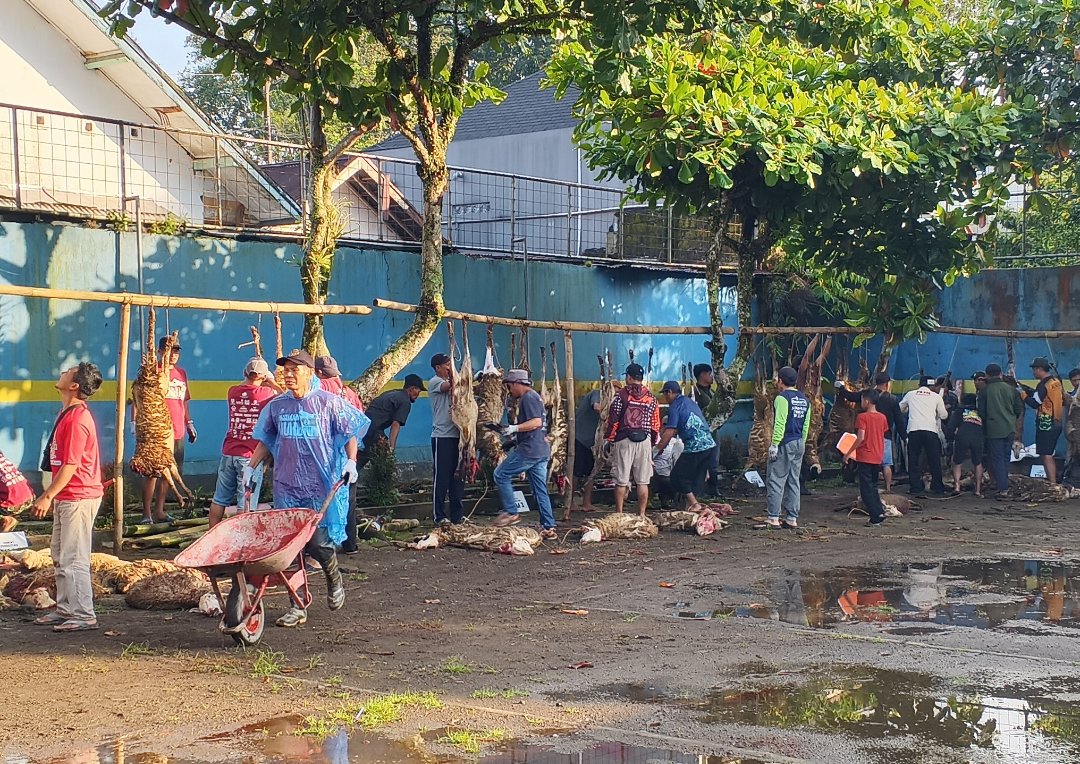 Pertama di Wonosobo, KBIHU Gema Arofah dan Lazismu Sembelih 171 Kambing Dam Haji di Tanah Air - Gambar 11