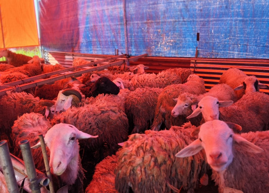 Idul Adha 1447 H : PCM Wonosobo Sembelih 11 Sapi dan 46 Kambing Qurban, Salurkan 1.862 Kantong Daging - Gambar 13