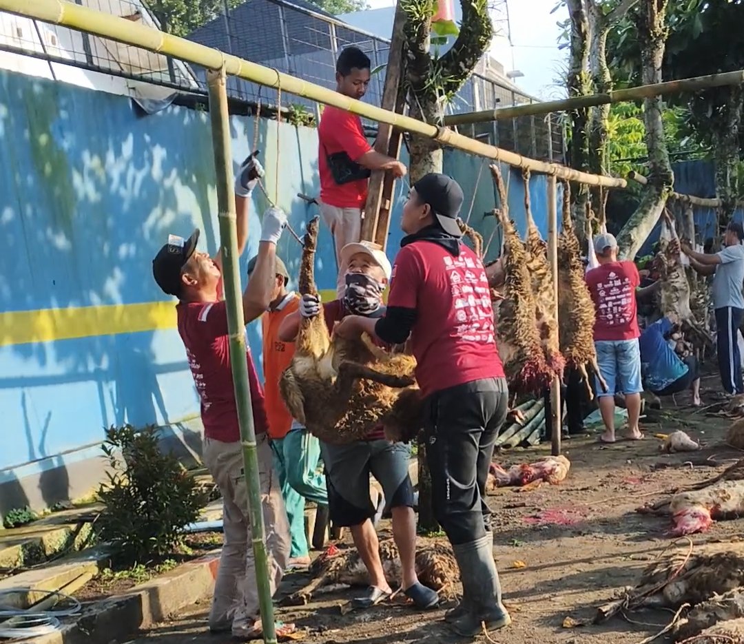 Pertama di Wonosobo, KBIHU Gema Arofah dan Lazismu Sembelih 171 Kambing Dam Haji di Tanah Air - Gambar 13