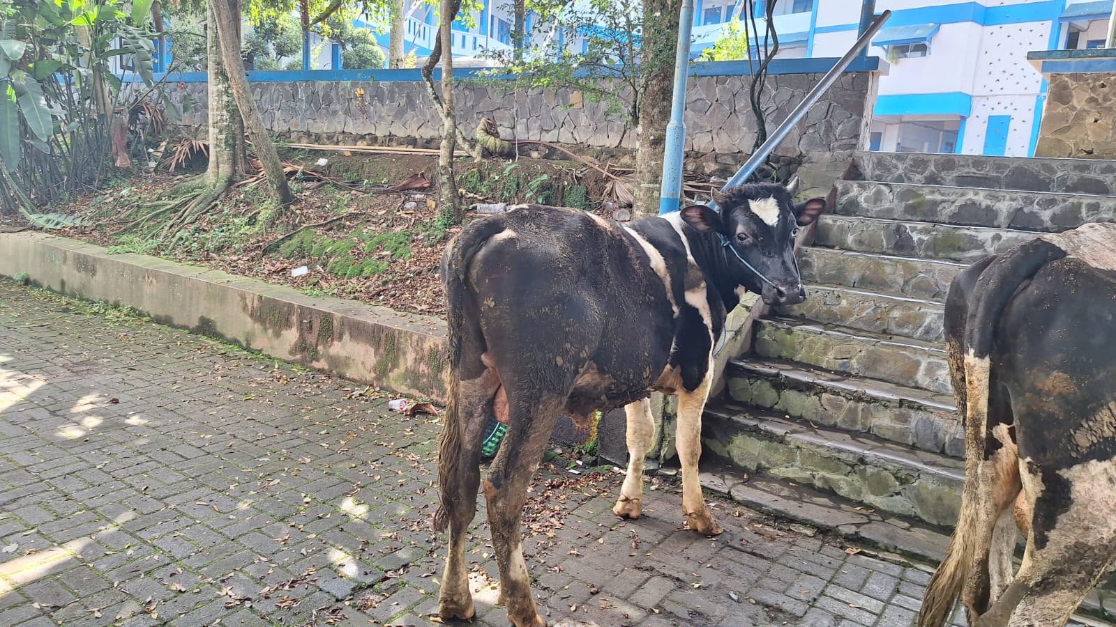 Idul Adha 2026 : Aksi Nyata SMK Mutu Wonosobo Salurkan Ratusan Paket Daging Qurban, Latih Jiwa Sosial Pelajar! - Gambar 7