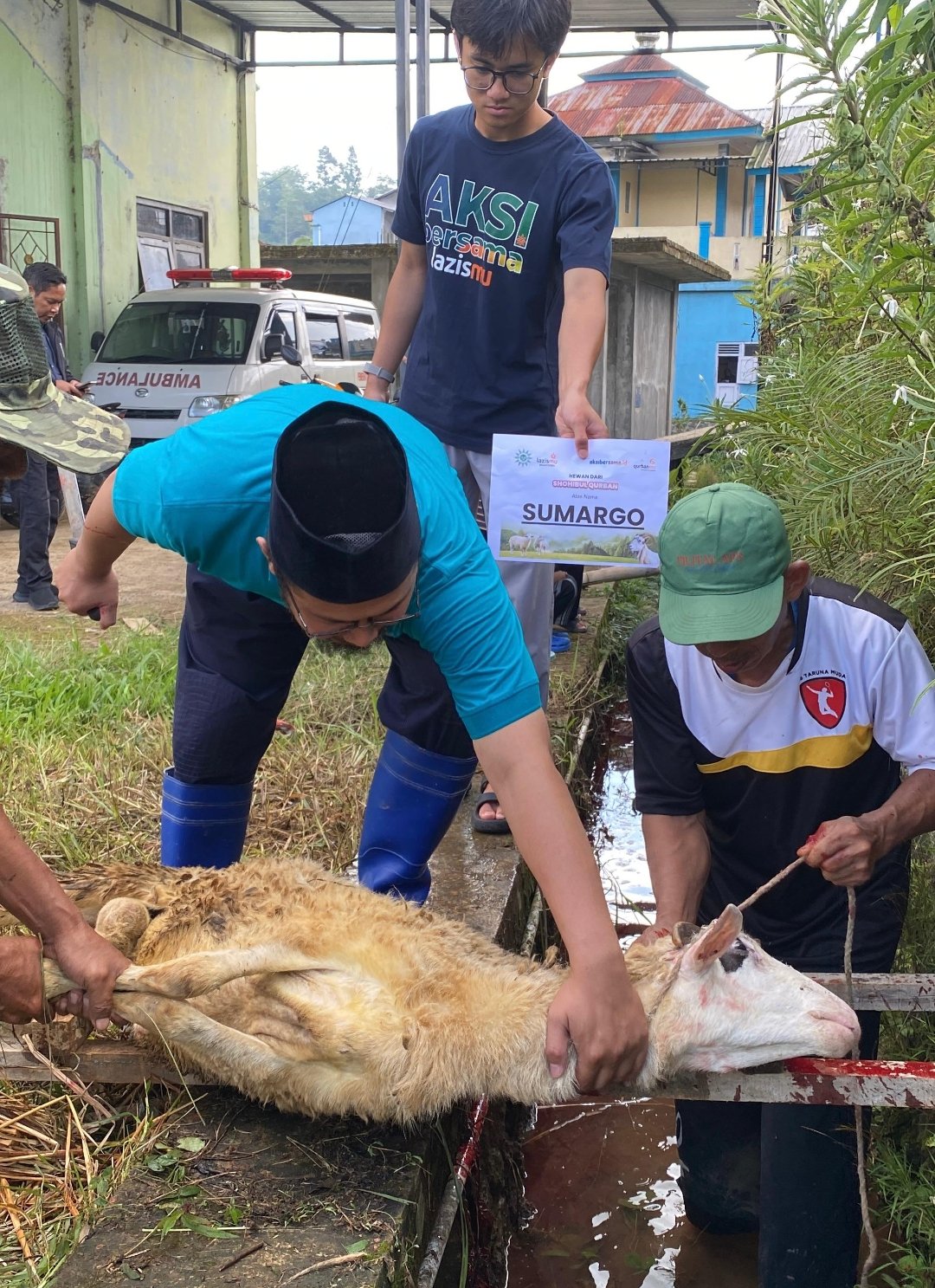 LAZISMU Wonosobo Sukses Gelar Qurban Pak Kumis di Desa Mungkung, Salurkan Sapi dan Belasan Domba - Gambar 6