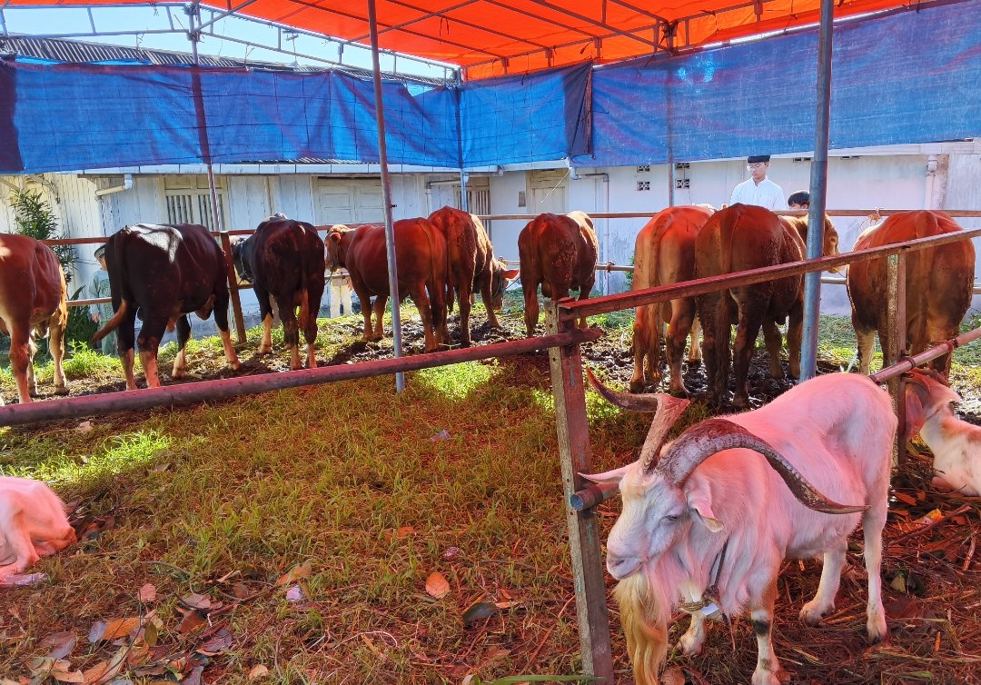 Idul Adha 1447 H : PCM Wonosobo Sembelih 11 Sapi dan 46 Kambing Qurban, Salurkan 1.862 Kantong Daging - Gambar 12