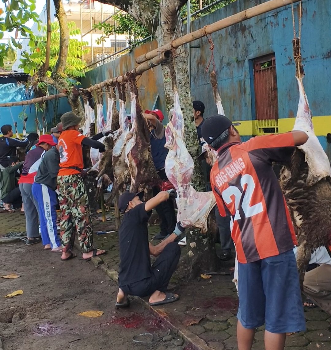 Pertama di Wonosobo, KBIHU Gema Arofah dan Lazismu Sembelih 171 Kambing Dam Haji di Tanah Air - Gambar 14